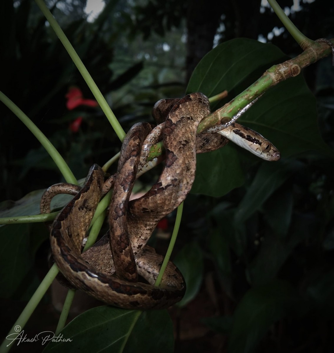 Boiga ceylonensis Gunther, 1858